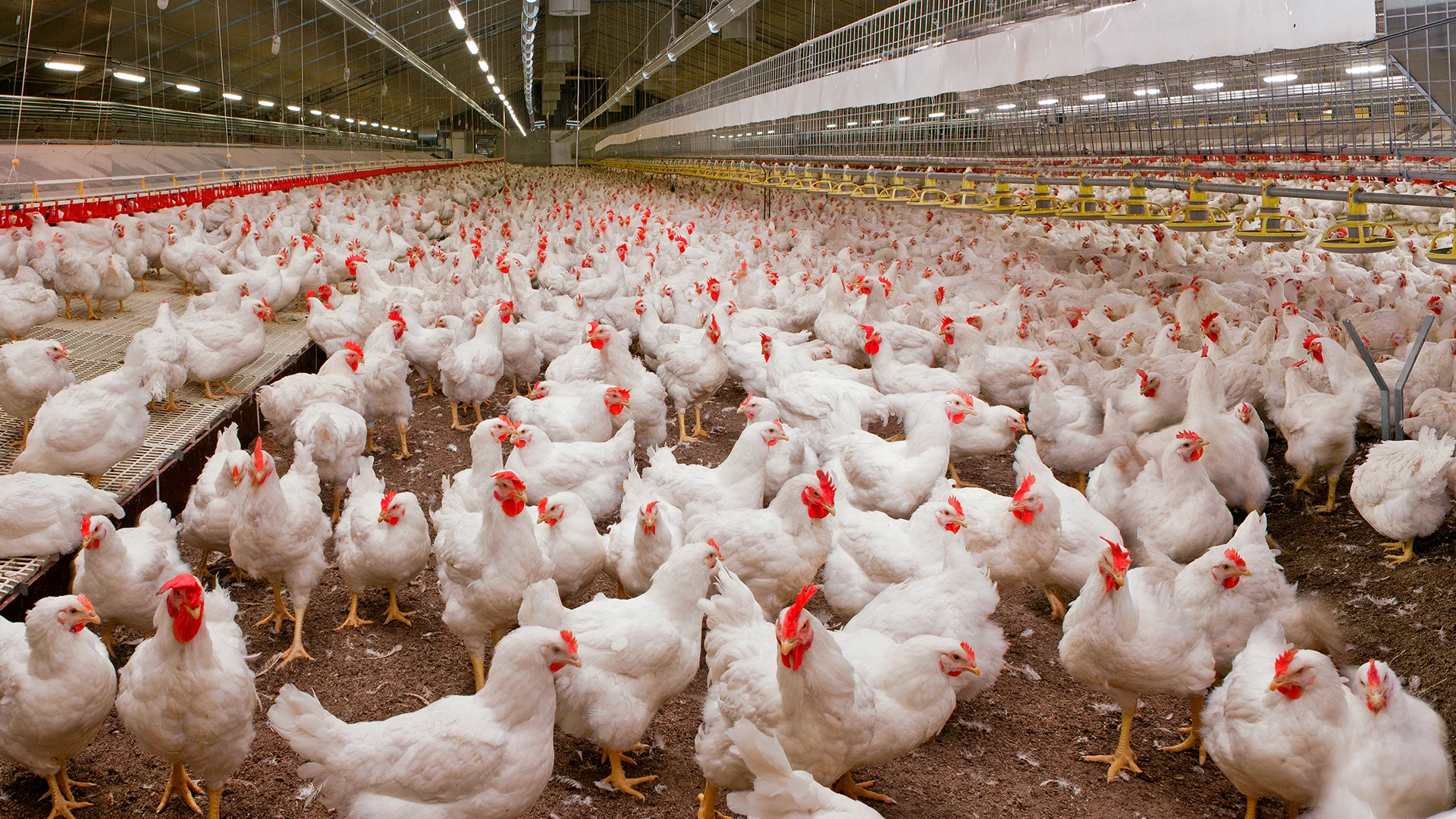 img-lighting-poultry-1